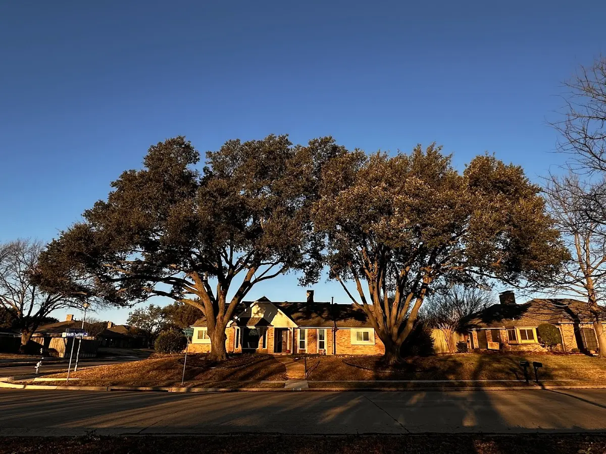 Established residential canopy tree shading a home in Delmar